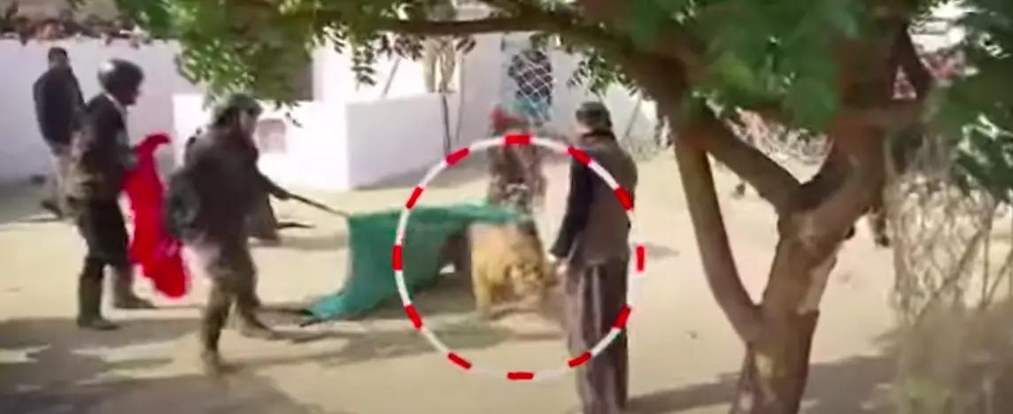 छत पर घूमता रहा बाघ