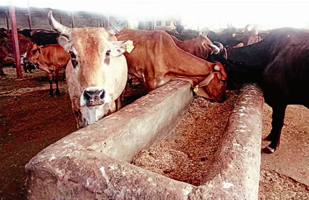 गोवंश