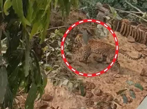 फर्रुखाबाद में तेंदुए का आतंक: 12 लोग घायल