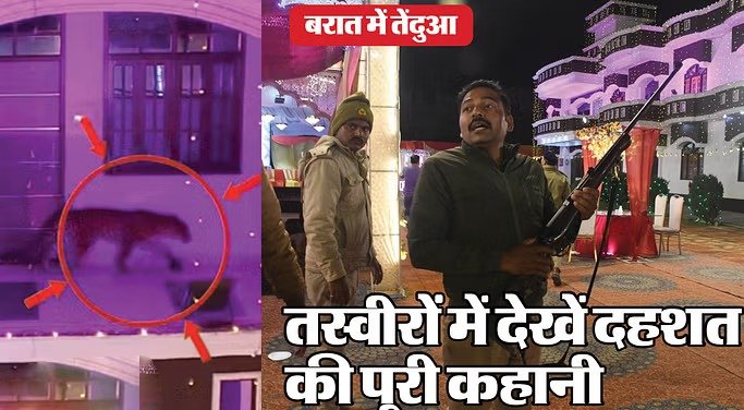 Lucknow : मैरिज हॉल में घुसा तेंदुआ… मची चीख-पुकार, हमले में दरोगा घायल; सामने आया वीडियो