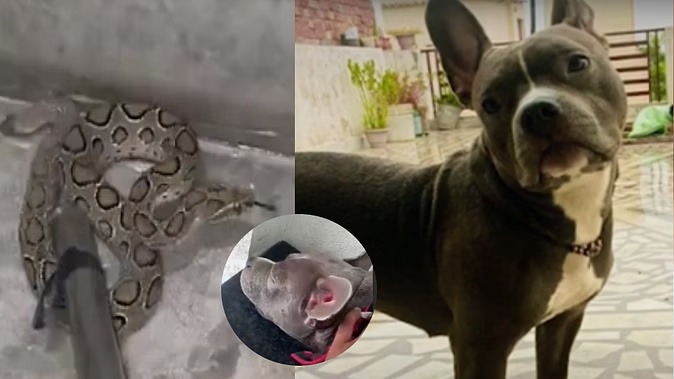 मेरठ: पालतू कुत्ते ने बचाई मालिक के बेटे की जान