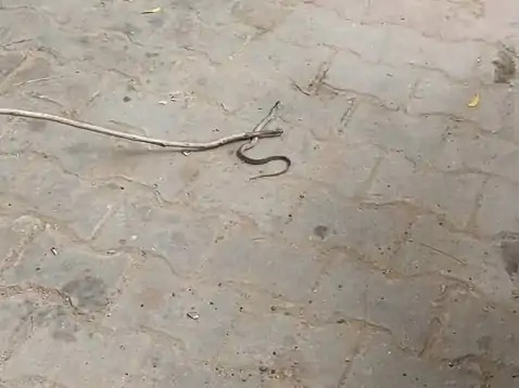 राया थाना क्षेत्र में चलती बाइक में निकला सांप, बाल-बाल बचे दंपती